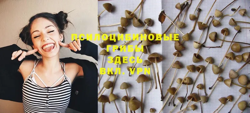 Галлюциногенные грибы Magic Shrooms  хочу   Киренск 